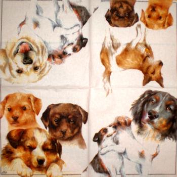 083 Hunde (83)